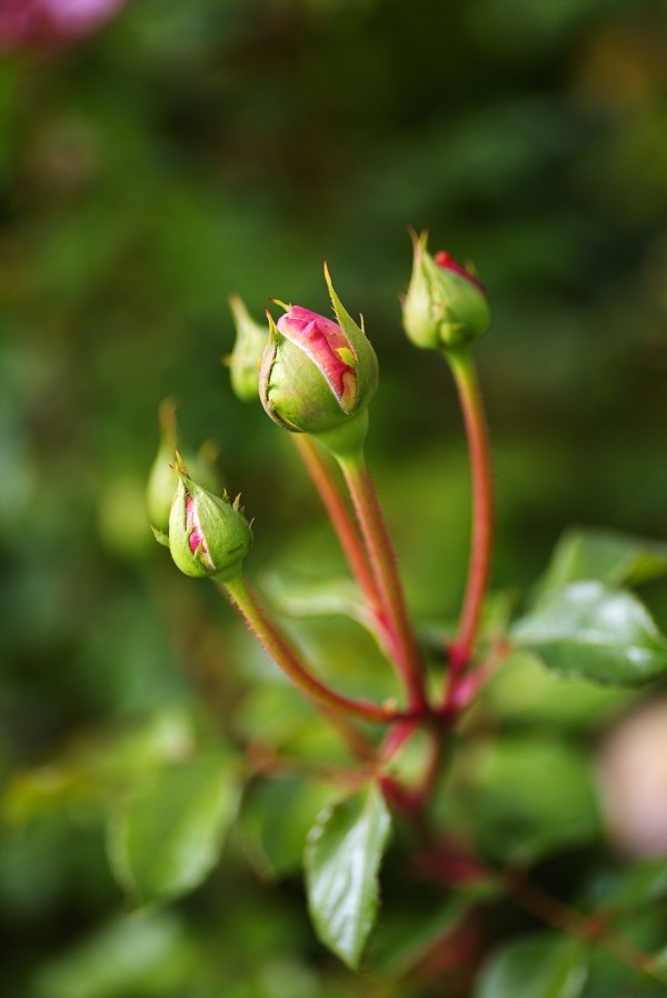 Many Rose Buds by Joy Watson